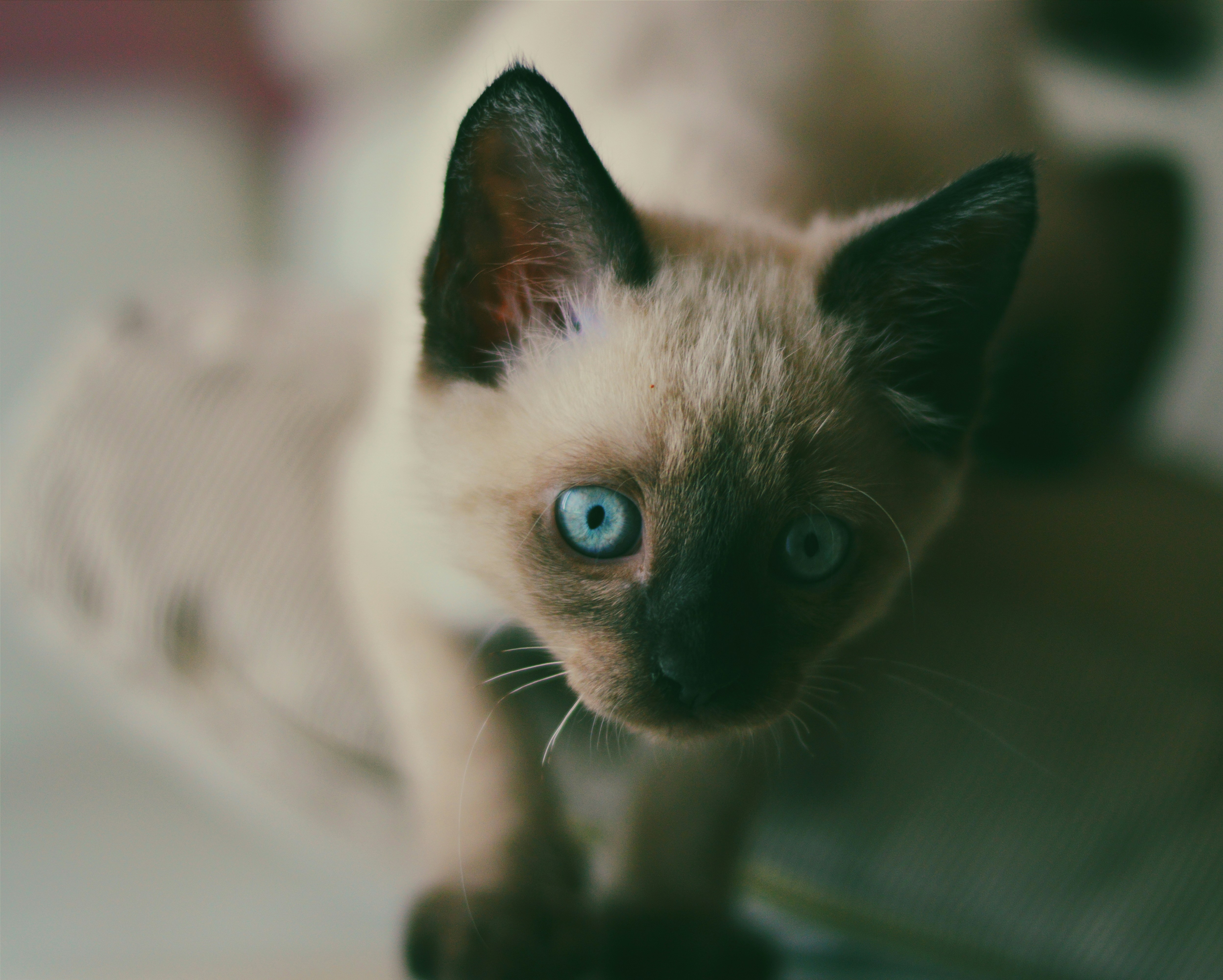 Siamese kitten