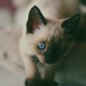 shallow focus photography of Siamese cat