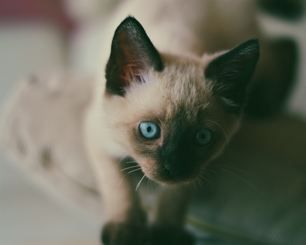 fotografia de foco raso do gato siamês