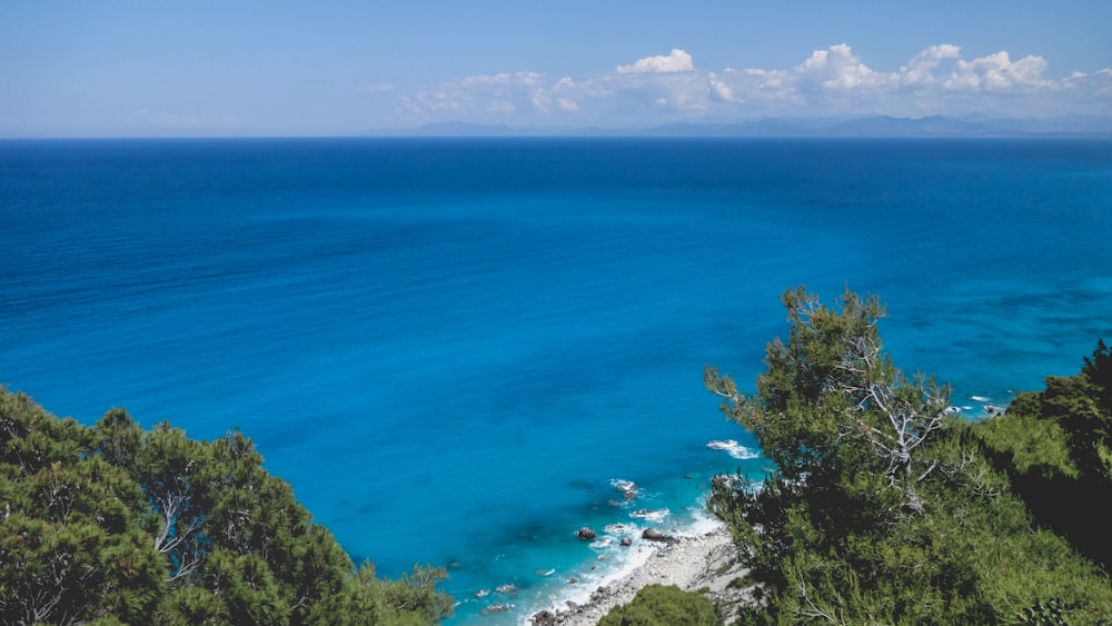 green trees beside blue sea during daytime