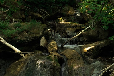 A wolf stands on rocky terrain in a dense forest with a small stream cascading over stones. The scene is dimly lit, with mottled sunlight filtering through the green canopy, highlighting the texture of the rocks and foliage.