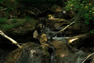 A wolf stands on rocky terrain in a dense forest with a small stream cascading over stones. The scene is dimly lit, with mottled sunlight filtering through the green canopy, highlighting the texture of the rocks and foliage.