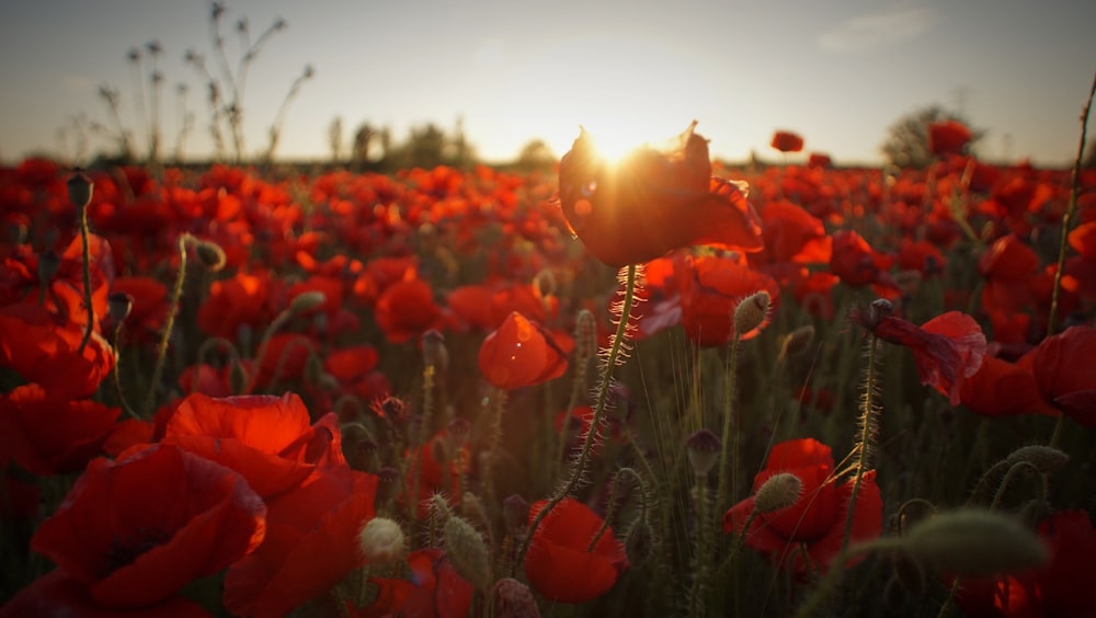 field of red flowers during golden hour