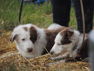 Two dogs are lying on a bed of straw, appearing calm and relaxed. Their fur is a mix of white and dark brown, and they are being watched over by a person whose legs are visible in the background. The scene takes place in an outdoor setting with some greenery visible.