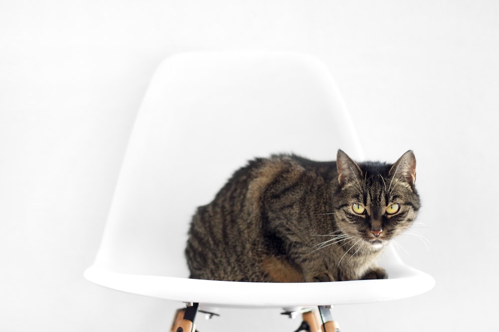 gato plateado y negro en silla blanca