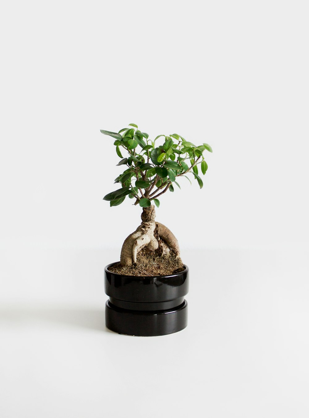 plante verte sur pot noir