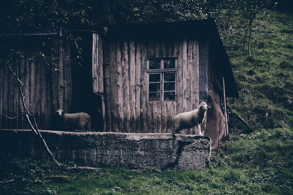 Dos ovejas en casa de parquet de madera marrón