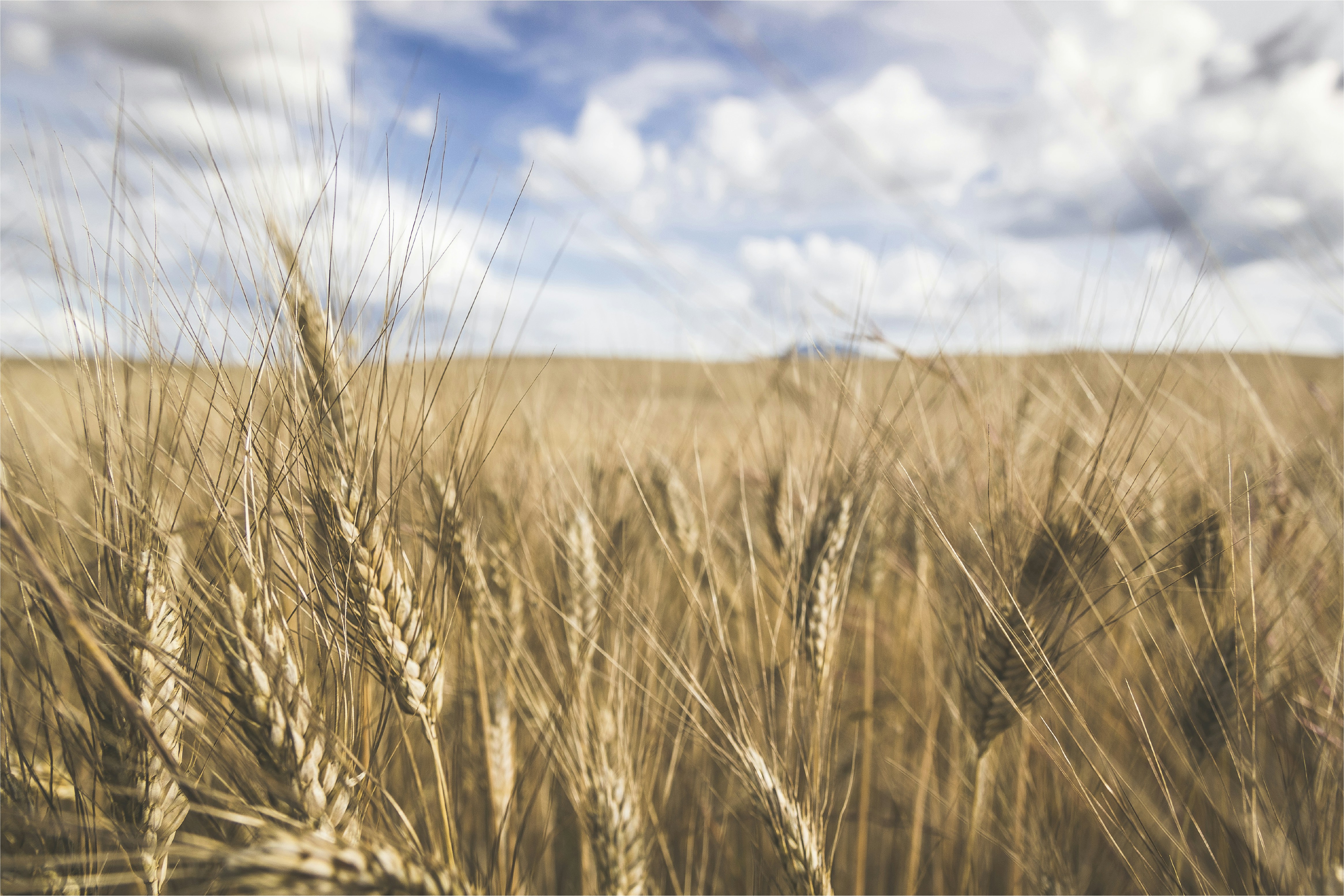 Free Unsplash photo from Morgana Bartolomei