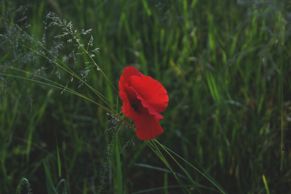 red petaled flower