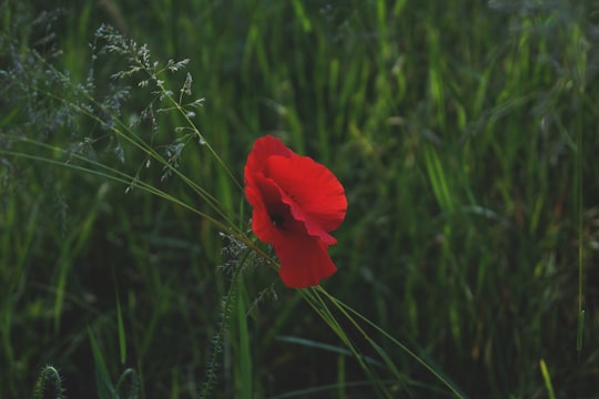 red petaled flower in Csongrád Hungary