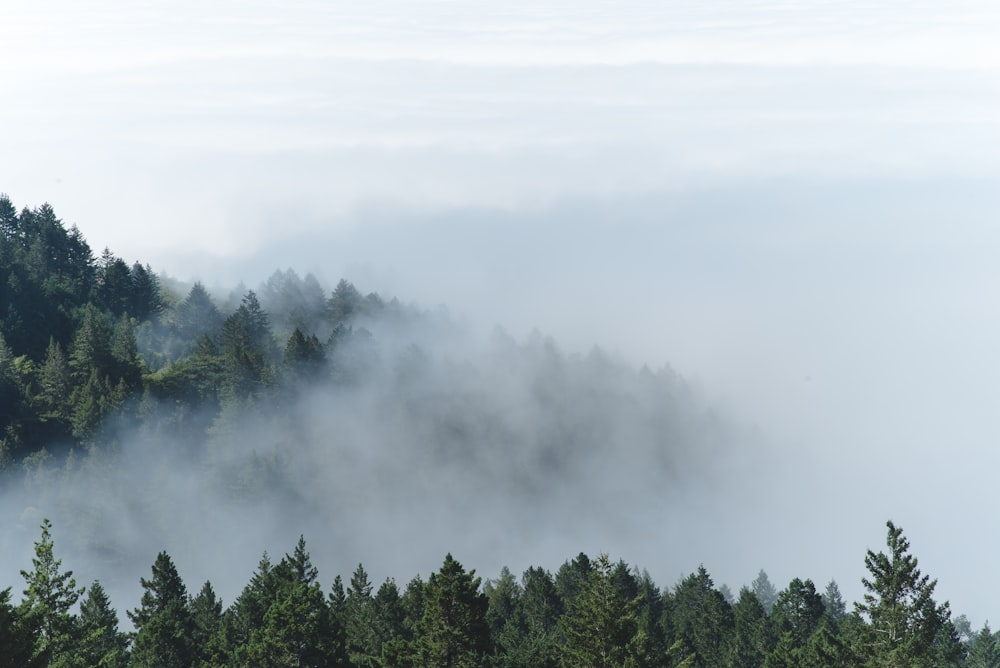 aerial photography of foggy forest