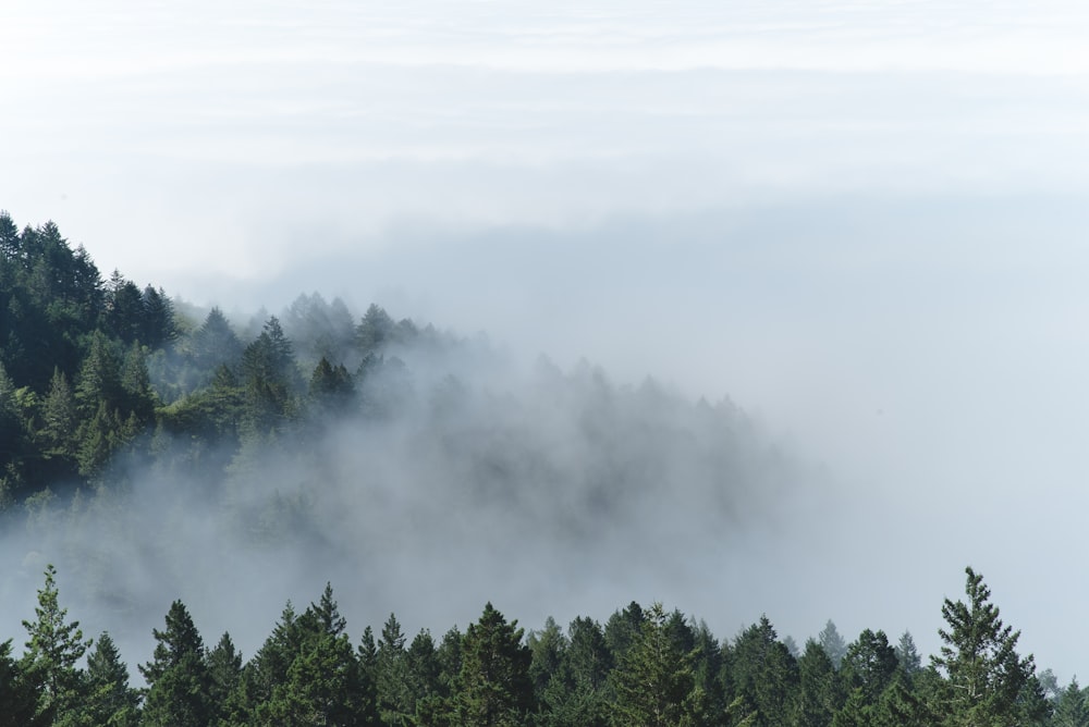 Fotografia aerea della foresta nebbiosa
