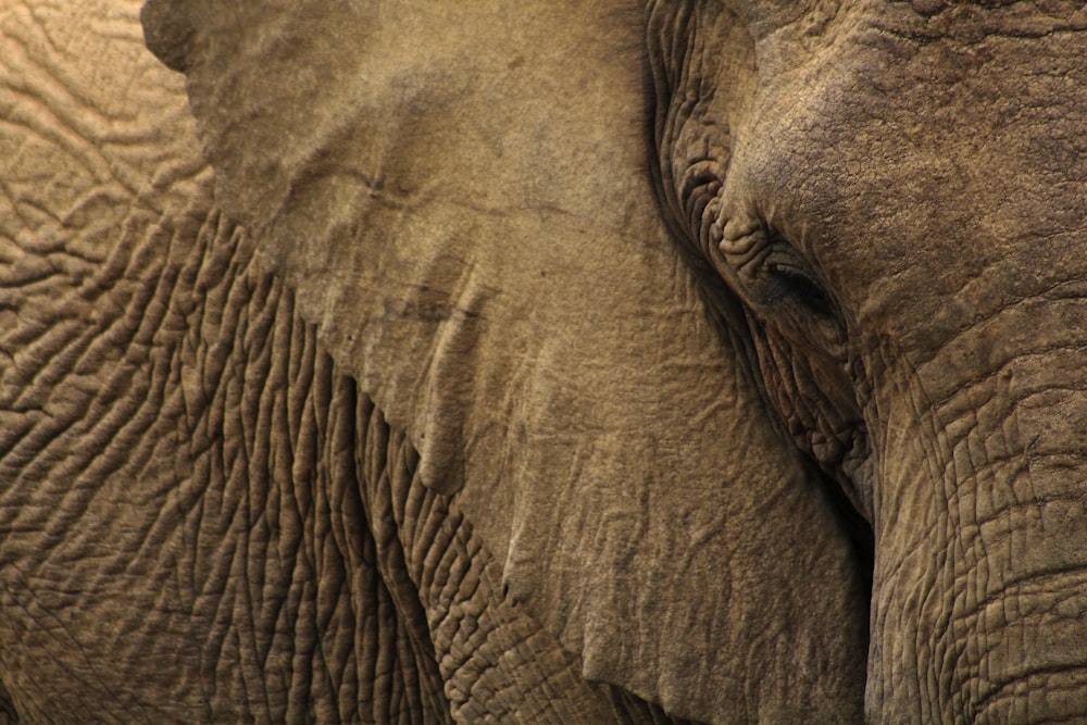 close-up photo of gray elephant