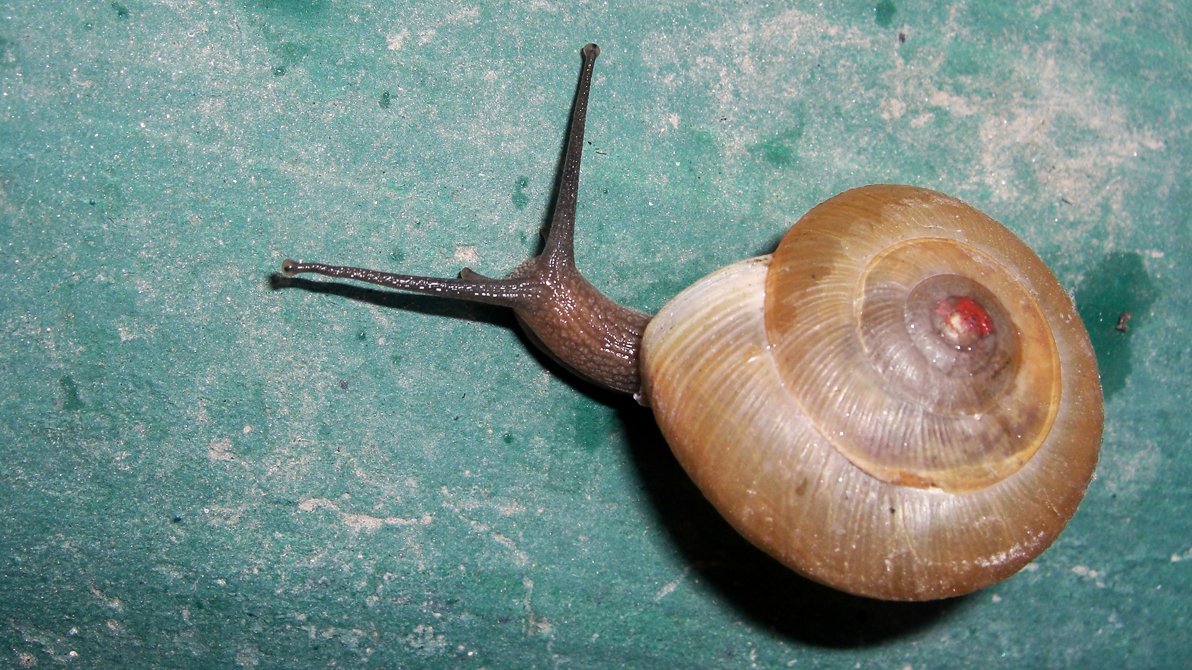 Free Unsplash photo from Ashes Sitoula