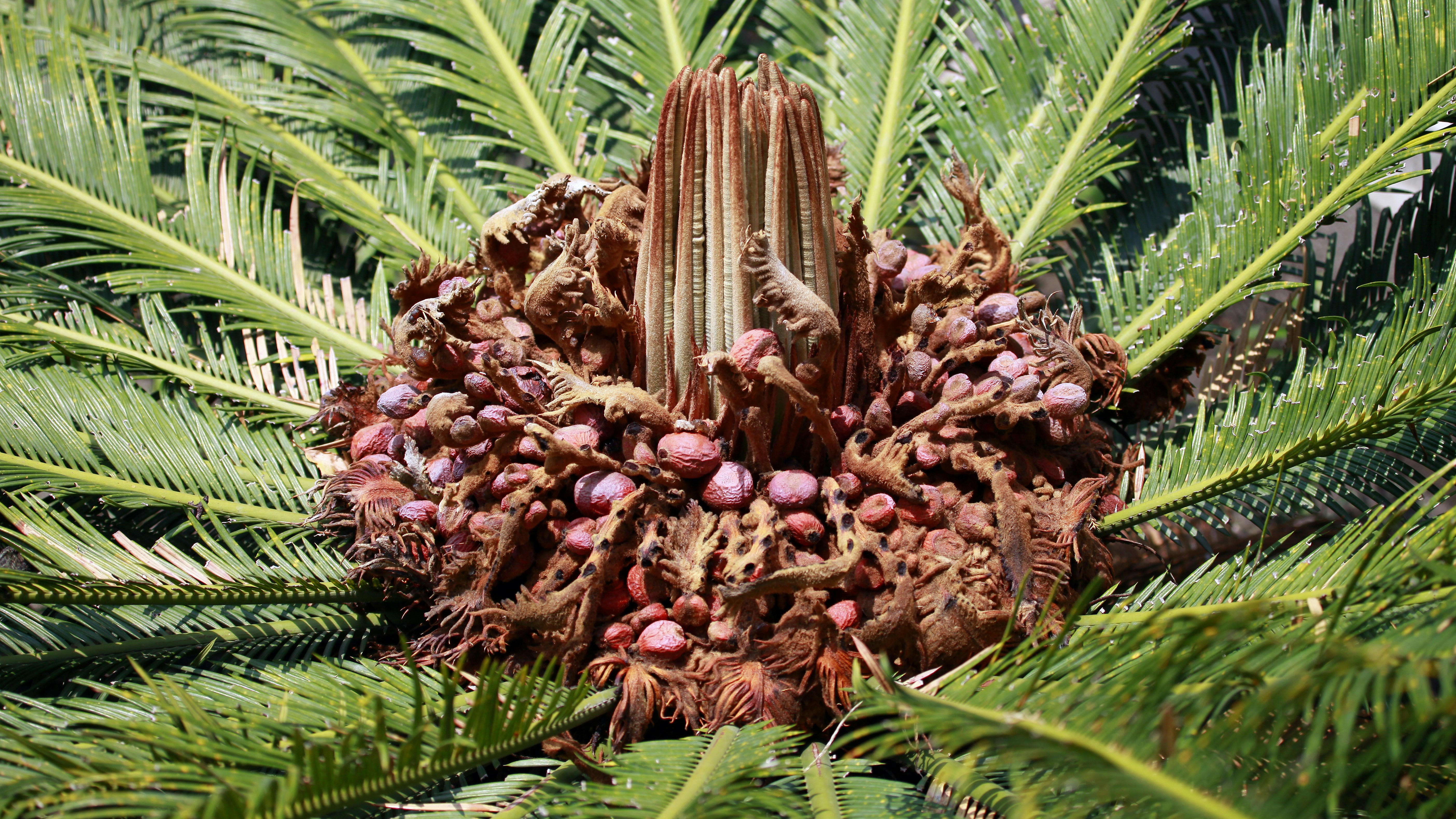 Free Unsplash photo from Ashes Sitoula