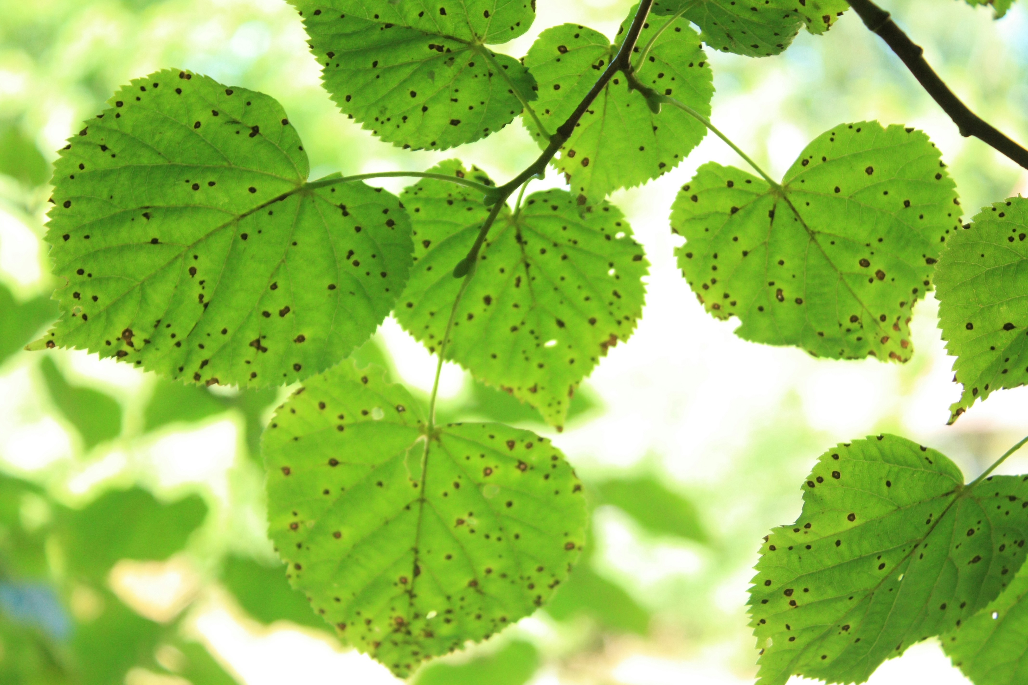 Free Unsplash photo from Eliovu