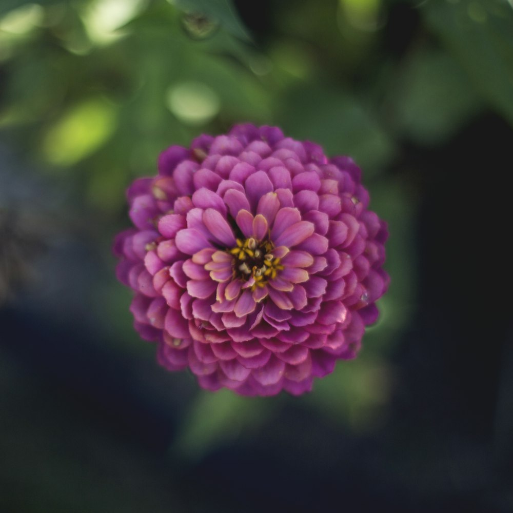 pink petaled flowers