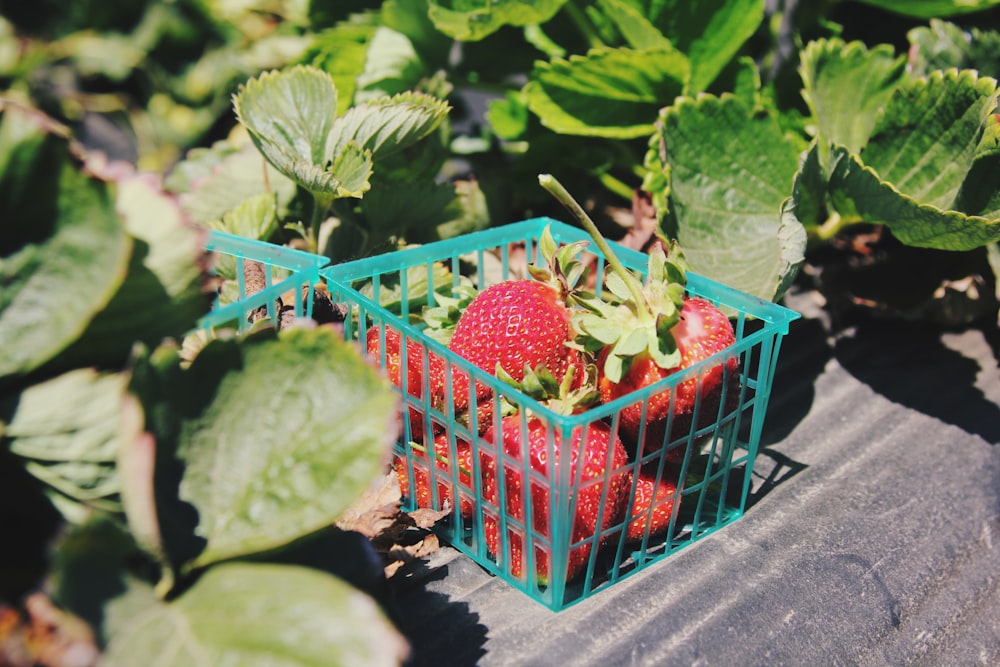 Haufen Erdbeeren in blauem Plastikbehälter