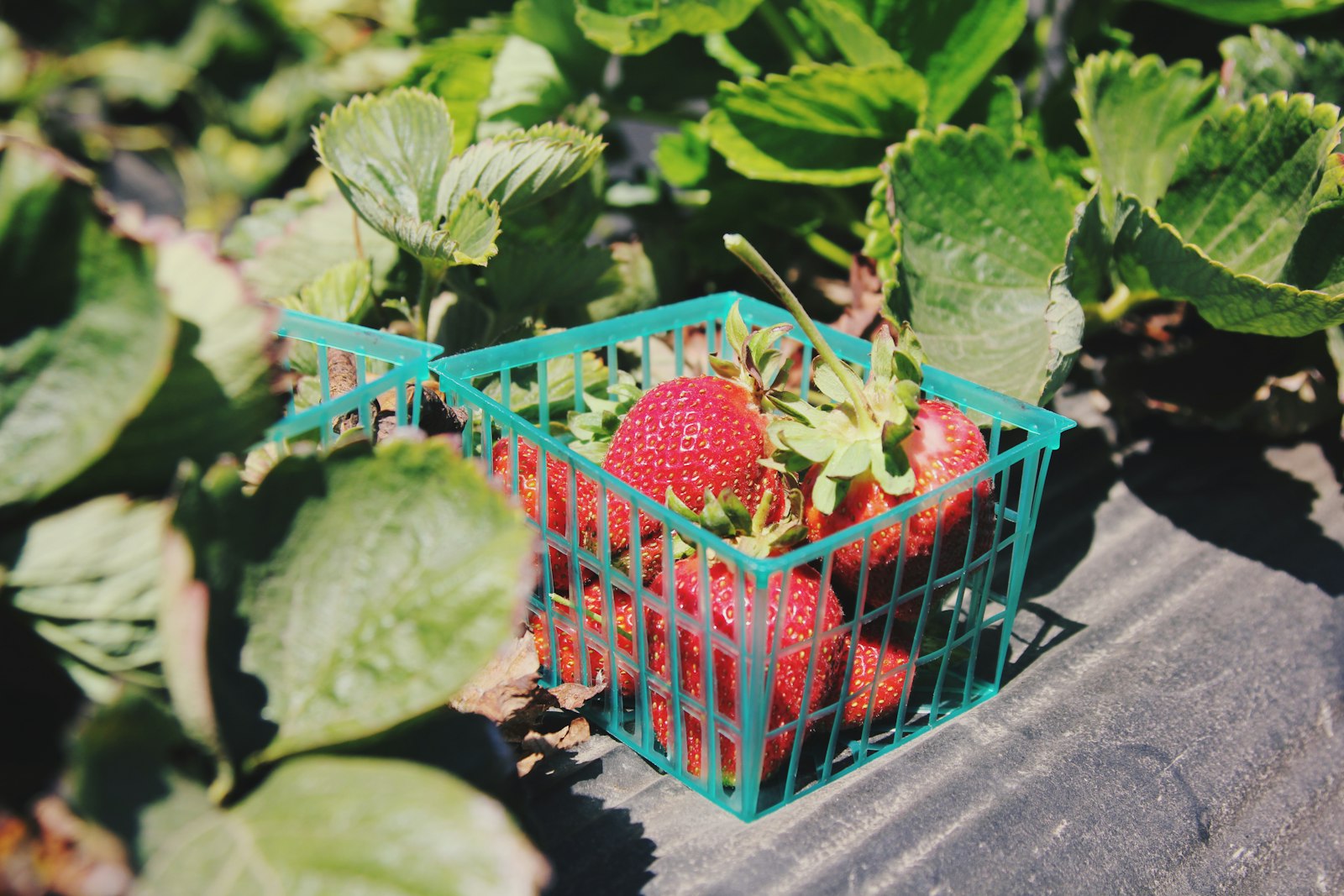 Canon EOS 550D (EOS Rebel T2i / EOS Kiss X4) sample photo. Pile of strawberries inside photography