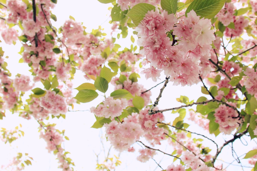 pink blossom tree