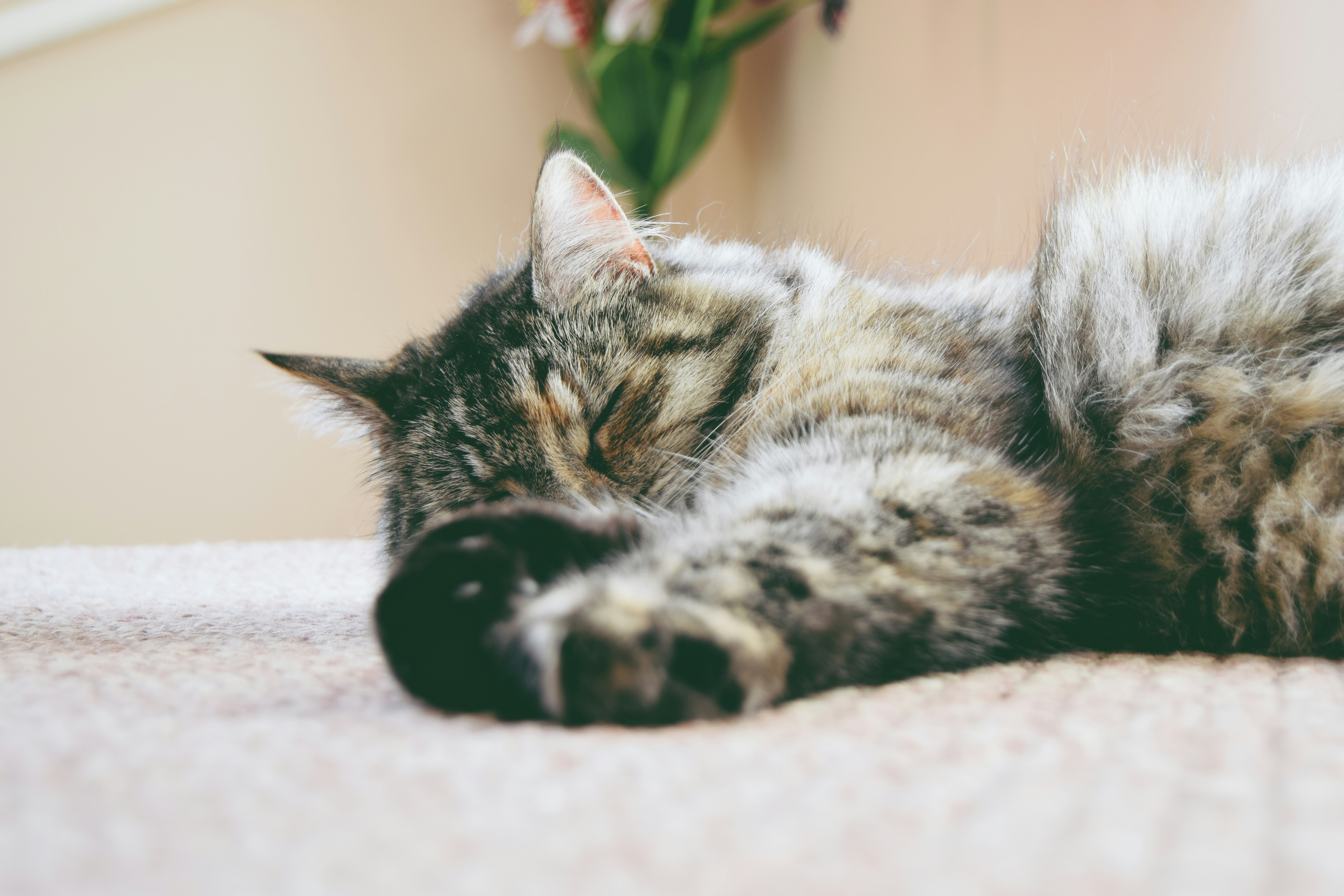 gray cat sleeping on mat