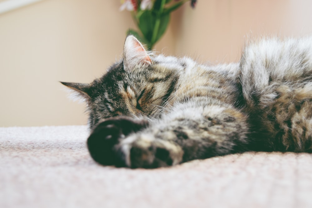 매트에서 자고있는 회색 고양이