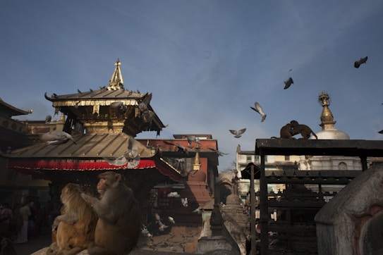 Monkeys are sitting in the foreground on a stone structure, surrounded by pigeons flying in various directions. An ornate, golden temple with traditional architecture is in the background, accompanied by additional religious structures and stupas. The sky is clear with a hint of clouds.