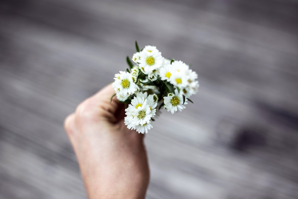 person holding white aster flowers
