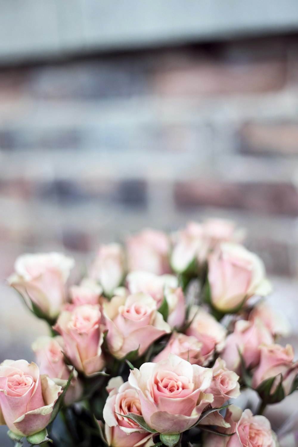 핑크 장미 꽃의 선택적 초점 사진