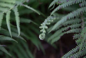 Close-up of a vibrant green fern with delicate fronds unfurling.