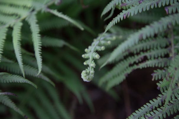 Close-up of a vibrant green fern with delicate fronds unfurling.