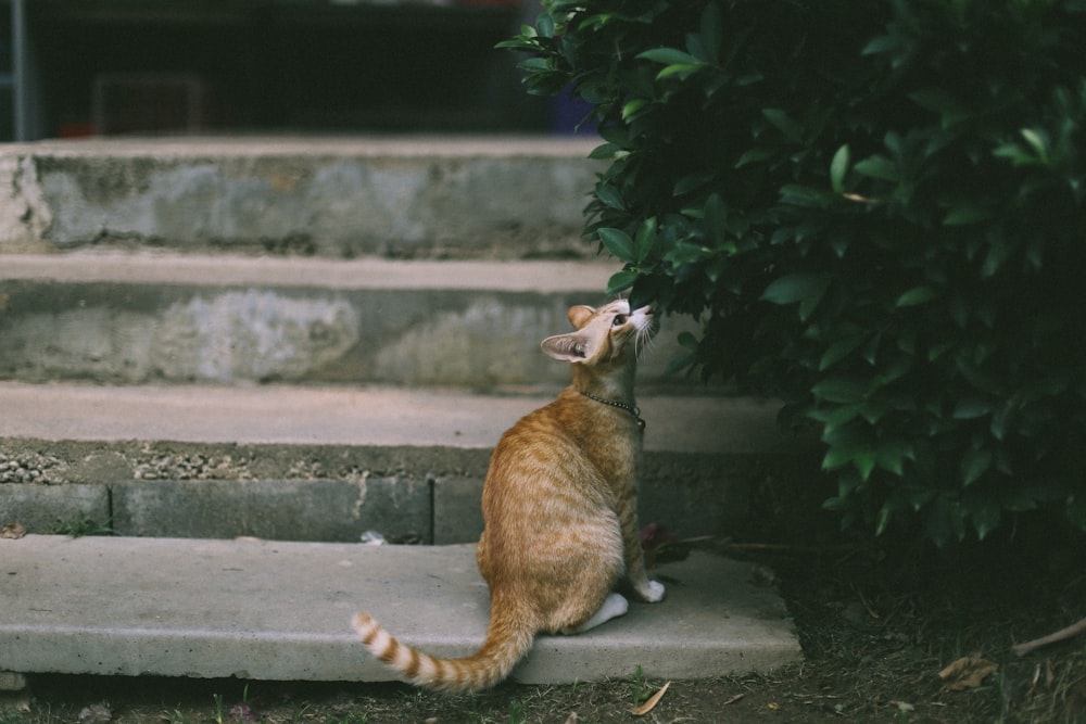 brown cat