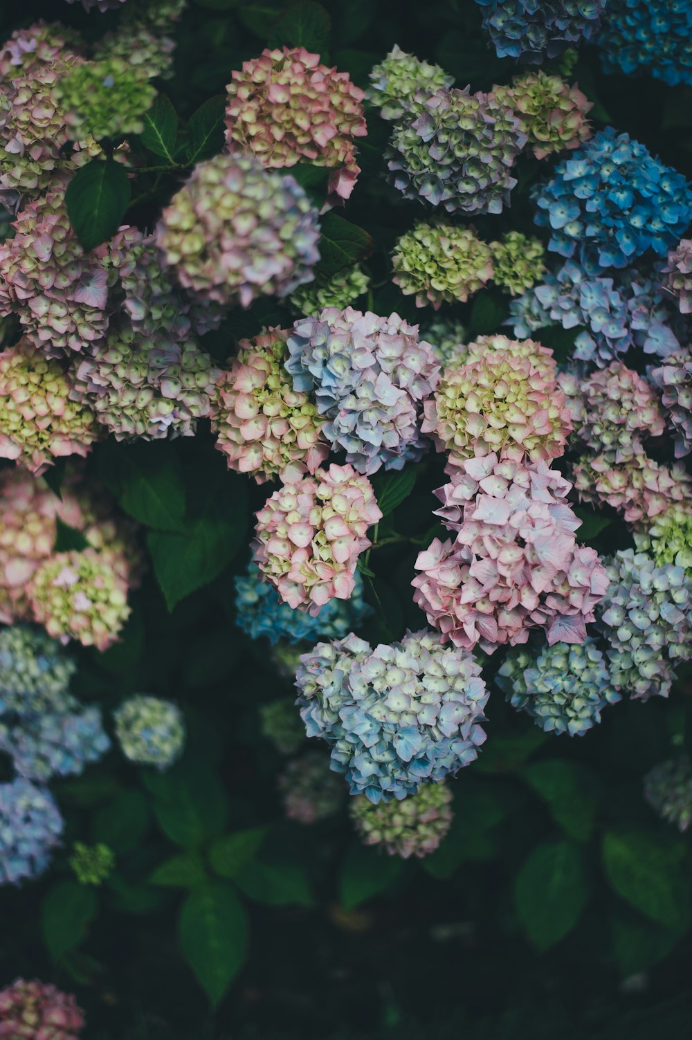 Fotografía de enfoque superficial de flores multicolores