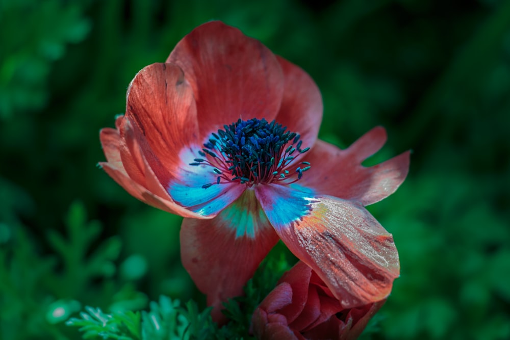 Fotografia a fuoco superficiale del fiore del petalo rosso