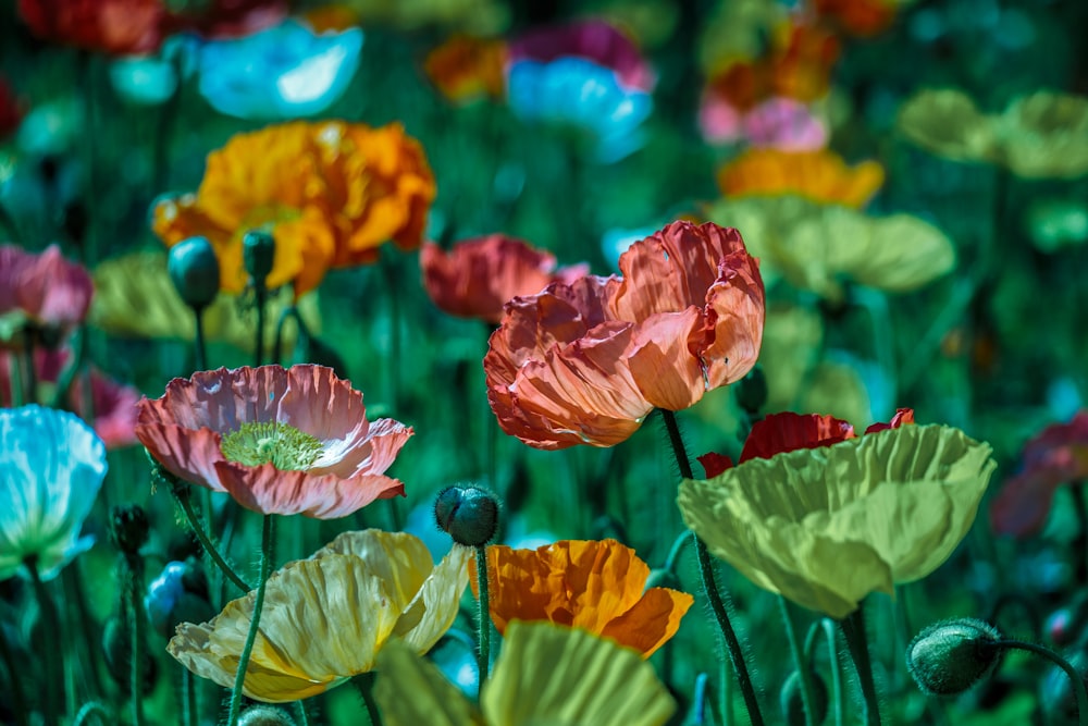 Fotografía de flores en colores variados