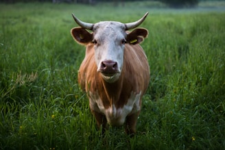 brown and white cattle standing at open field