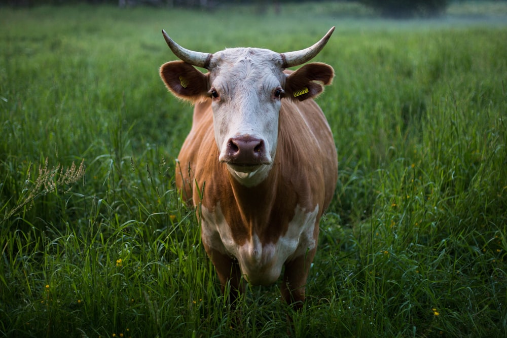 bestiame marrone e bianco in piedi al campo aperto