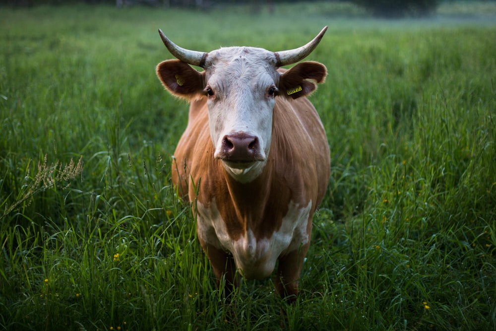 Braune und weiße Rinder stehen auf offenem Feld