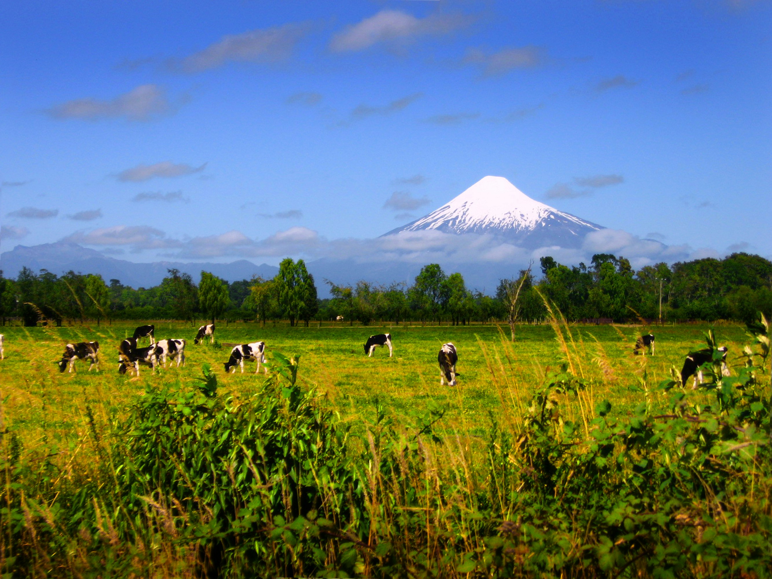 Free Unsplash photo from Marcelo Hernán Arre Márfull