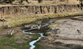 zebra near mountains