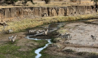 zebra near mountains