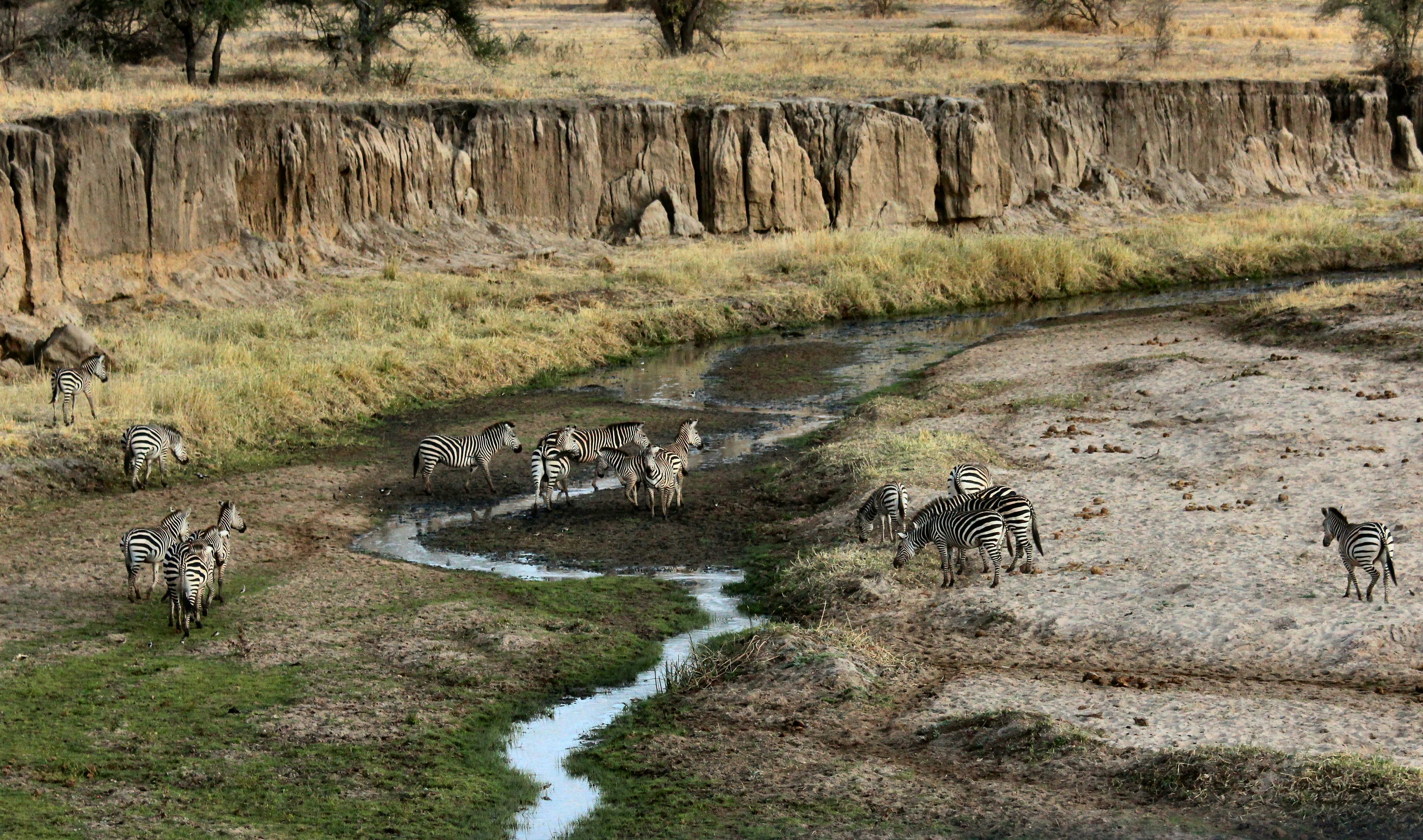 zebra near mountains