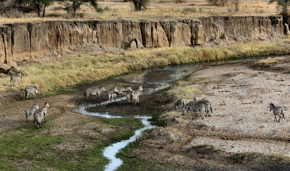 zebra near mountains