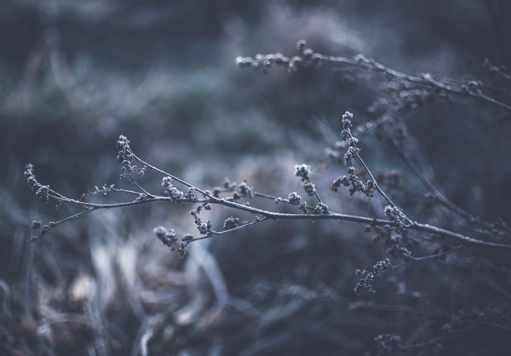 selective focus of plant flower buds