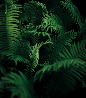 green leafed plant