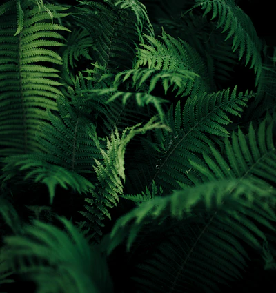 green leafed plant
