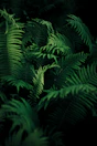 green leafed plant