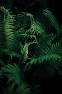green leafed plant