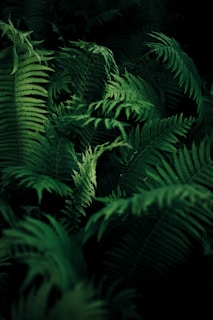 green leafed plant