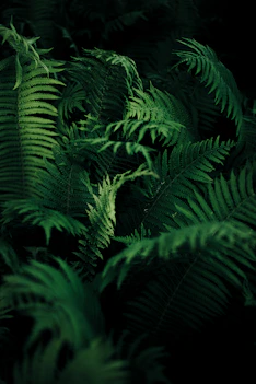 green leafed plant